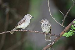 African Gray Flycatcher